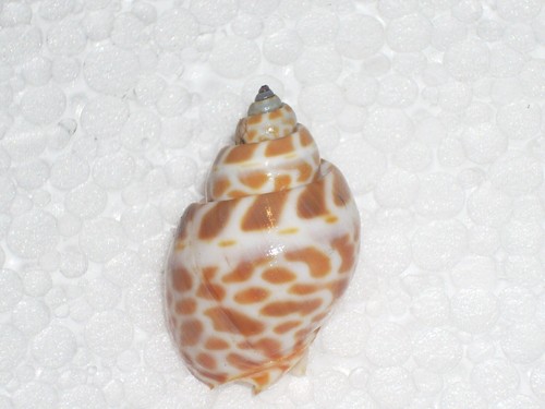Babylonia spirata unique - babylonia,