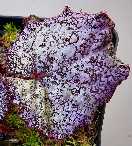Begonia speckled - begonia,