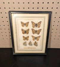 Vintage 1931 Genus Vanessa