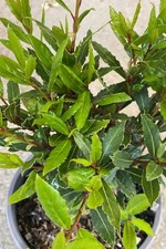 Pianta vera alloro compatto - pianta,