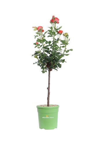 Pianta vera rosa alberello - pianta, di