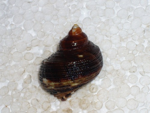 Turbo chrysostomus special - chrysostomus,