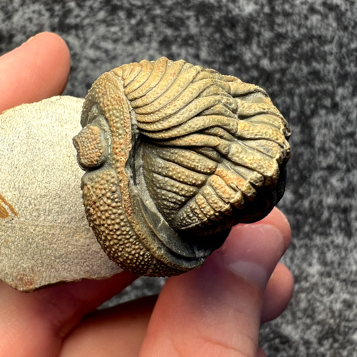 Fossile trilobite del - trilobite,
