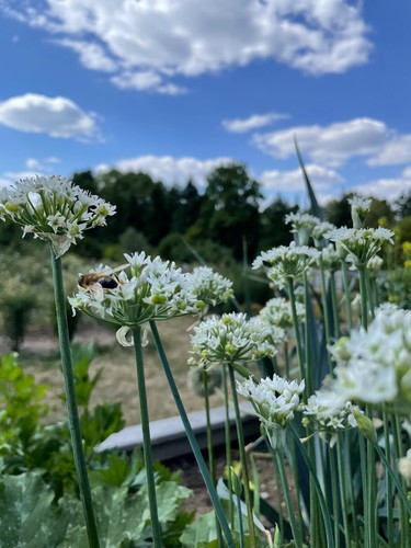 Aglio tagliato allium - aglio,
