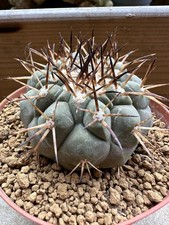 Copiapoa cinerea albispina.Own Roots, 6.2 cm, 10.5 Cm Pot, Not Ariocarpus