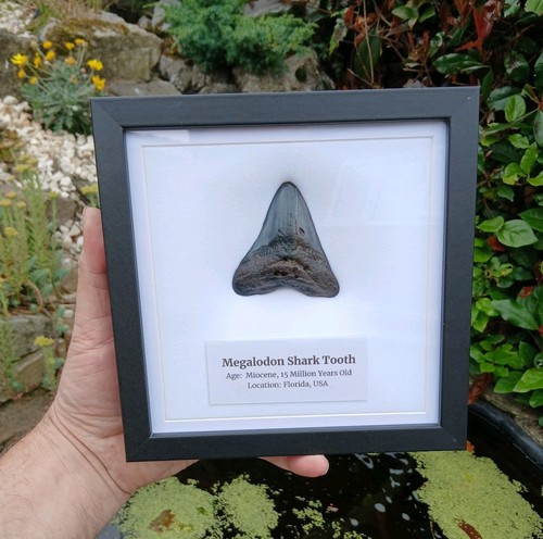 Megalodon tooth shark fossil - megalodon,