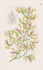 Orchidea Epidendrum Alatum