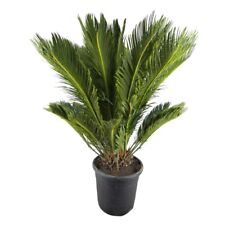 Pianta di CYCAS REVOLUTA palma