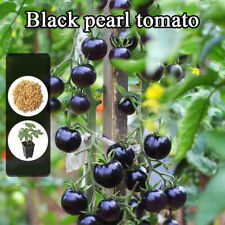 Pomodori Ciliegia Neri 200 Semi Frutti Succosi Dolci Deliziosi Non Ogm Rari - ☆