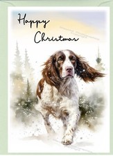 English Springer Spaniel Dog