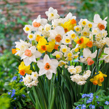 Collezione Di Bulbi Profumati Di Narcisi a Budget (25 Bulbi Di Narciso), Perenni