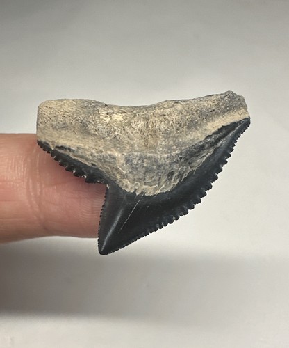 Dente fossile squalo tigre - fossile,