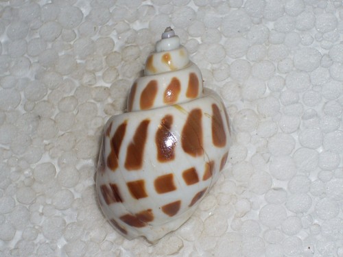 Babylonia areolata fantastic - babylonia,
