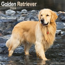Golden Retriever Calendar 2024