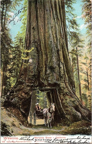 Vintage 1906 wawona mariposa - vintage,