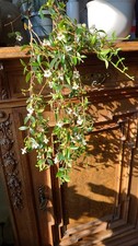 Codonanthe gracilis rami - 2,