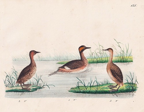 Orecchi oro podiceps - orecchi, auritus