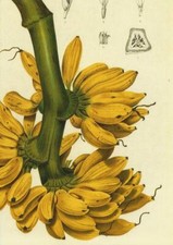 Cartolina Disegno Botanico Kew