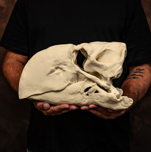 Gastornis skull replica - replica, terror