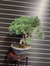 Bonsai Ginepro kishu - n4