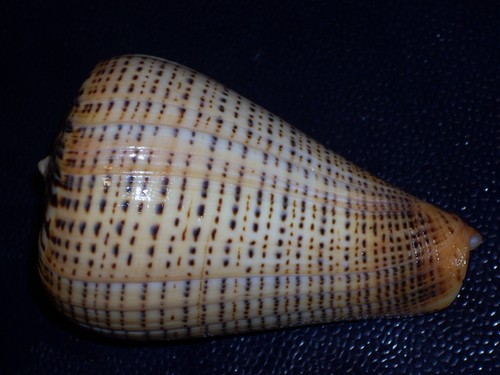 Conus betulinus var - betulinus, var.tabulata
