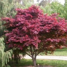 Emperor 1 Red Japanese Maple