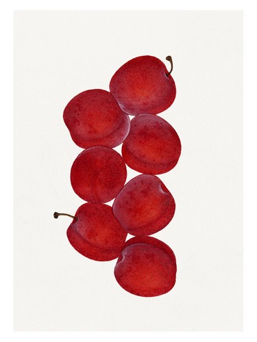 Poster acquerello ciliegia - poster,