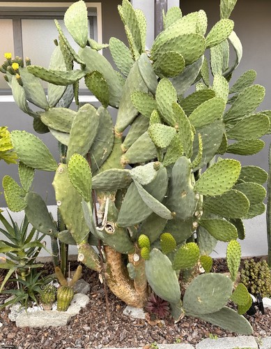 Opuntia ficus indica - opuntia,