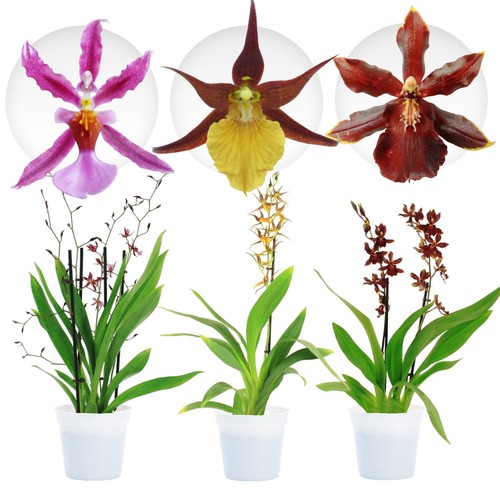 Piante interno orchidee - piante, da