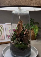 Terrarium Con Progetto Su