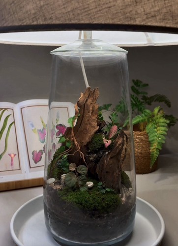 Terrarium con progetto - terrarium, su