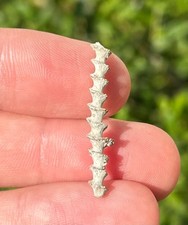 Alabama Fossil Archimede Vite