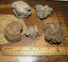 5 PEZZI esemplare di DINOSAURO