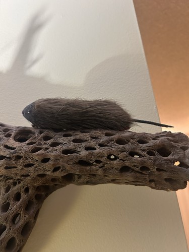 Musky rat lure real - musky,