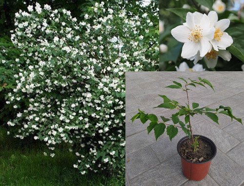 Plant philadelphus pianta - -,