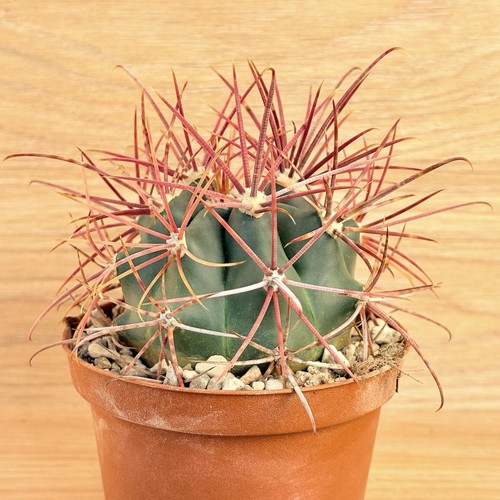Ferocactus gracilis pot - ferocactus,
