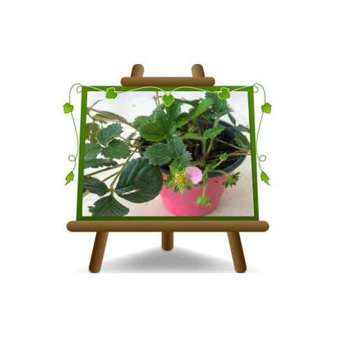 Fragole fiore rosa piante - fragole,