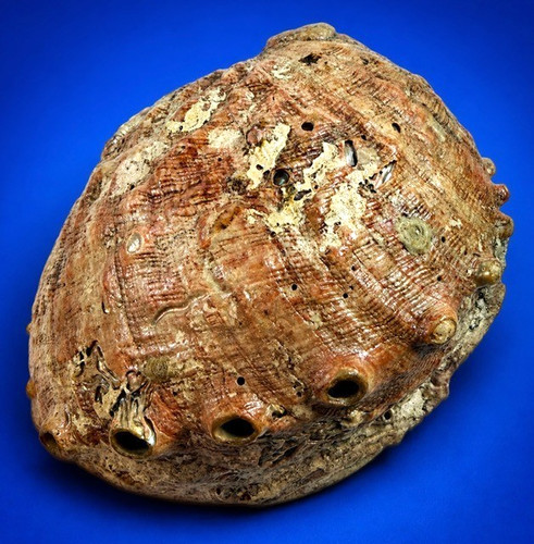 Conchiglia abalone gigante - abalone,