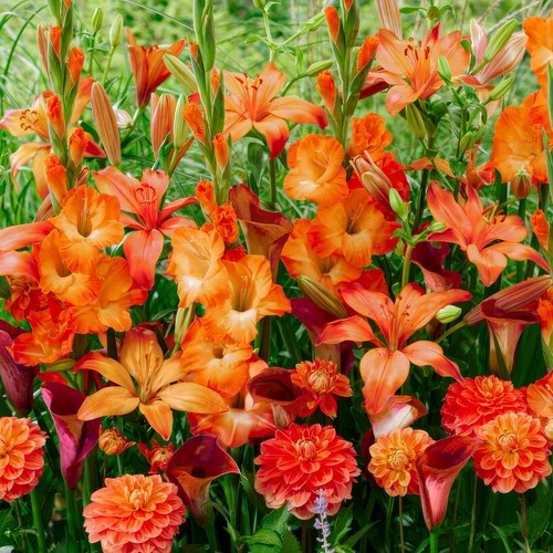 Mix bulbi fiore - mix,