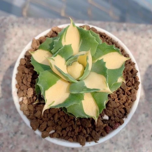 Pianta agave succulenta 5cm - pianta,