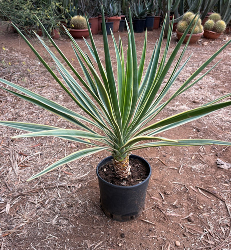 Yucca aloifolia marginata - yucca,