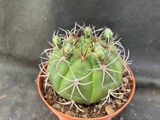 GYMNOCALYCIUM PFLANZII - VIVAIO IL GIARDINO DI MAYA- CACTUS A20