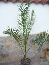 Phoenix Canariens Phenix /