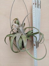 Tillandsia streptophylla nel - tillandsia, streptophylla,