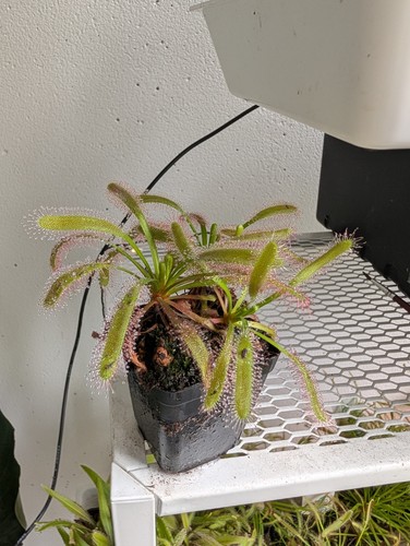 Drosera capensis pianta - –,