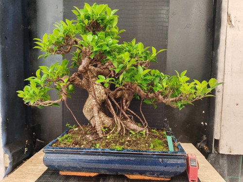 Bonsai ficus retusa h 54 - retusa,