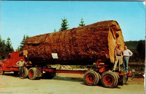 Postcard huge douglas - fir, log