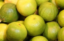 10 kg di Bergamotto di Reggio Calabria fresco buccia edibile Bergamotti Verdi