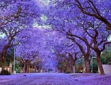 Paulownia tomentosa albero - tomentosa,,
