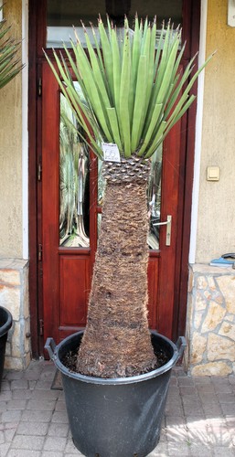 Yucca faxoniana dal - , messico